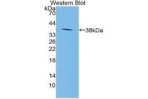 NPS antibody  (AA 31-85)