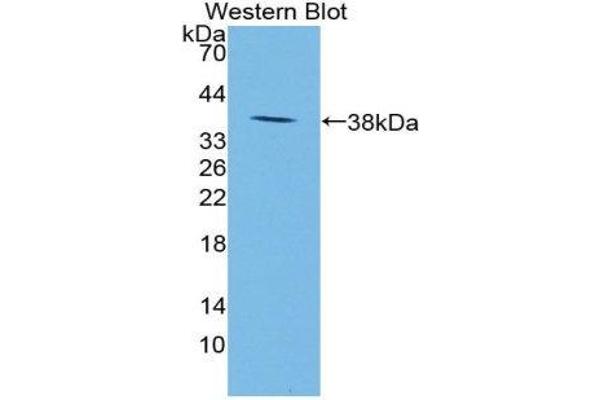 NPS antibody  (AA 31-85)