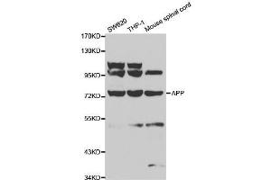 anti-Amyloid beta (A4) Precursor Protein (APP) (N-Term) antibody