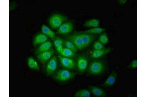 Immunofluorescent analysis of A549 cells using ABIN7165610 at dilution of 1:100 and Alexa Fluor 488-congugated AffiniPure Goat Anti-Rabbit IgG(H+L)