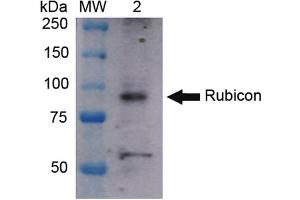 Image no. 2 for anti-KIAA0226 (KIAA0226) (N-Term) antibody (HRP) (ABIN5066366)
