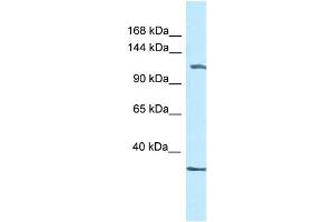 Image no. 1 for anti-Zinc Finger and BTB Domain Containing 38 (ZBTB38) (C-Term) antibody (ABIN2779699)