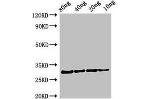 Profilin antibody  (AA 1-133)