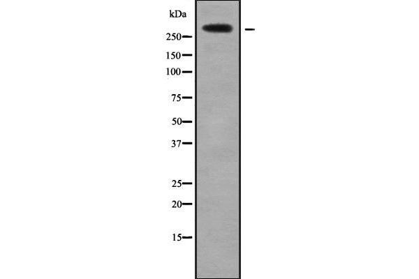 HECTD1 antibody