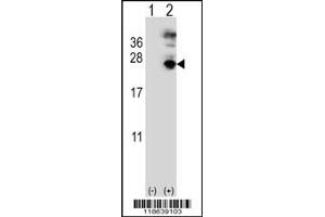 Image no. 2 for anti-Microfibrillar Associated Protein 5 (MFAP5) antibody (ABIN2445718)