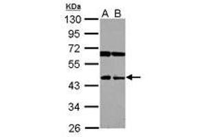 Image no. 1 for anti-Sialidase 4 (NEU4) (AA 184-484) antibody (ABIN1499695)