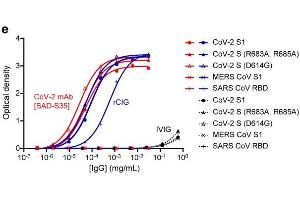 Image no. 10 for anti-SARS-CoV-2 Spike S1 (RBD) antibody (ABIN6952616)