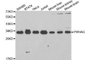Image no. 3 for anti-14-3-3 theta (YWHAQ) antibody (ABIN3023376)