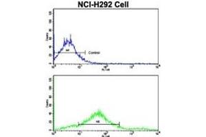 Image no. 3 for anti-Cadherin 7 (CDH7) (AA 63-92), (N-Term) antibody (ABIN356983)