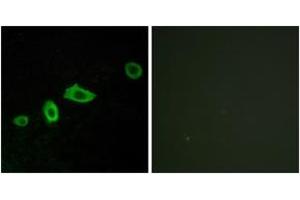 Image no. 2 for anti-Serotonin Receptor 5A (HTR5A) (AA 15-64) antibody (ABIN1535556)