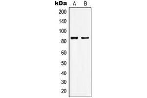 Image no. 2 for anti-MYST Histone Acetyltransferase 2 (MYST2) (Center) antibody (ABIN2706436)