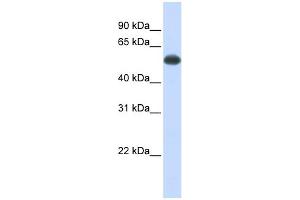 Image no. 1 for anti-Protein Phosphatase 3, Catalytic Subunit, alpha Isoform (PPP3CA) (Middle Region) antibody (ABIN2784524)