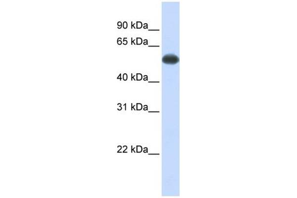anti-Protein Phosphatase 3, Catalytic Subunit, alpha Isoform (PPP3CA) (Middle Region) antibody