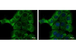 ICC/IF Image alpha-1-Microglobulin antibody detects alpha-1-Microglobulin protein at cytoplasm by immunofluorescent analysis.