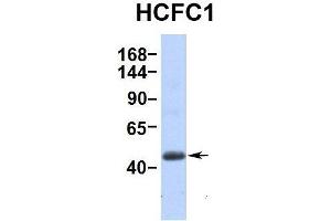 Image no. 3 for anti-Host Cell Factor C1 (VP16-Accessory Protein) (HCFC1) (Middle Region) antibody (ABIN2780671)