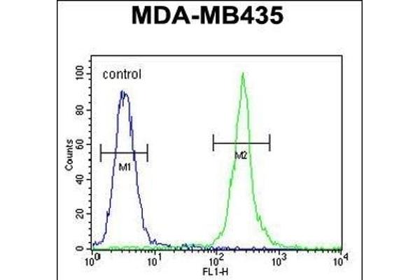 MRM1 抗体  (N-Term)