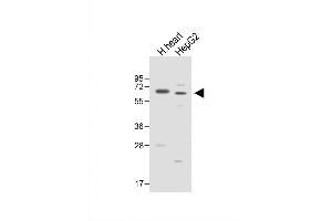 Image no. 3 for anti-Asparaginase Homolog (ASPG) (AA 165-193) antibody (ABIN657553)