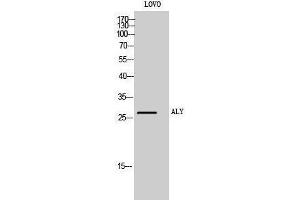 Image no. 1 for anti-THO Complex 4 (THOC4) (Internal Region) antibody (ABIN3183263)
