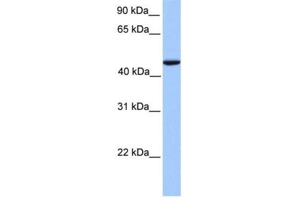 anti-REX4, RNA Exonuclease 4 Homolog (REXO4) (Middle Region) antibody