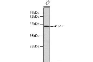 Western blot analysis of extracts of 293 cells using ASMT Polyclonal Antibody.