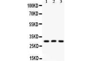 Image no. 1 for anti-Homeobox A9 (HOXA9) (AA 1-204) antibody (ABIN3042455)