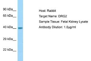 Image no. 1 for anti-Developmentally Regulated GTP Binding Protein 2 (DRG2) (N-Term) antibody (ABIN2774414)