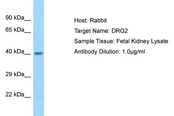 anti-Developmentally Regulated GTP Binding Protein 2 (DRG2) (N-Term) antibody