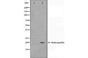 Image no. 3 for anti-Secretoglobin, Family 2A, Member 2 (SCGB2A2) (Internal Region) antibody (ABIN6263087)