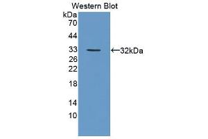 Image no. 1 for anti-Polyamine Modulated Factor 1 Binding Protein 1 (PMFBP1) (AA 9-206) antibody (ABIN1869880)