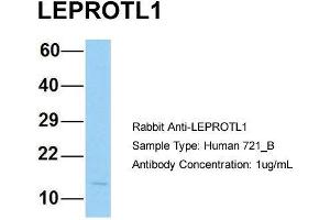 Image no. 4 for anti-Leptin Receptor Overlapping Transcript-Like 1 (LEPROTL1) (N-Term) antibody (ABIN2790809)