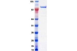 Image no. 1 for DEAH (Asp-Glu-Ala-His) Box Polypeptide 8 (DHX8) protein (Myc-DYKDDDDK Tag) (ABIN2719467)