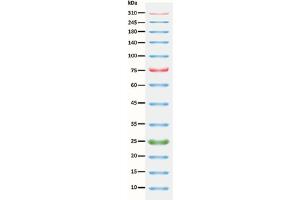 Image no. 1 for ExcelBand™ 3-color Extra Range Protein Marker (ABIN5662599)