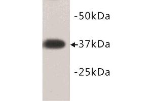 Image no. 1 for anti-Developmental Pluripotency Associated 2 (DPPA2) (N-Term) antibody (ABIN1854882)
