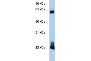 RHOD antibody  (C-Term)