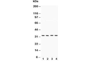 Image no. 2 for anti-Caspase 7, Apoptosis-Related Cysteine Peptidase (CASP7) (AA 237-255) antibody (ABIN3030315)
