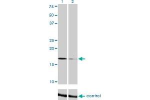 Image no. 1 for anti-Translocase of Outer Mitochondrial Membrane 22 Homolog (TOMM22) (AA 1-142) antibody (ABIN566068)