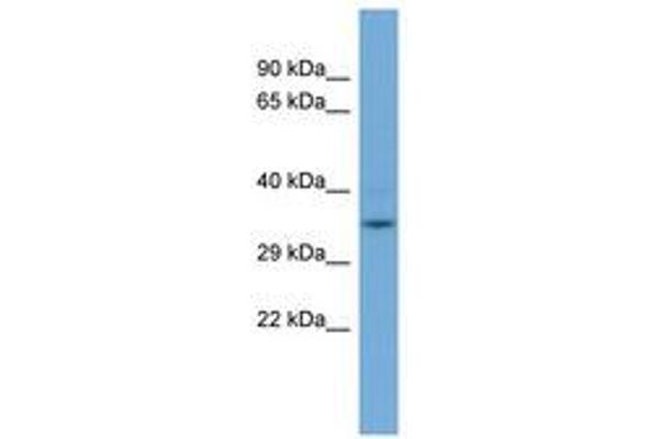 GLOD4 anticorps  (AA 35-84)