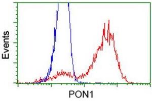 Image no. 2 for anti-Paraoxonase 1 (PON1) antibody (ABIN1500347)