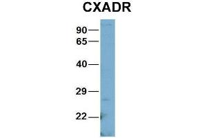 Image no. 2 for anti-Coxsackie Virus and Adenovirus Receptor (CXADR) (N-Term) antibody (ABIN2777741)