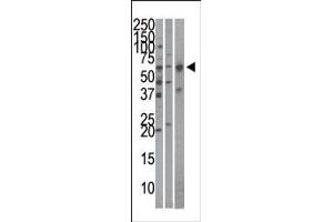 Image no. 1 for anti-Karyopherin (Importin) alpha 4 (KPNA4) (AA 1-30), (C-Term) antibody (ABIN388688)