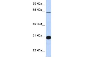 Image no. 1 for anti-Ral GEF with PH Domain and SH3 Binding Motif 1 (RALGPS1) (Middle Region) antibody (ABIN2775405)