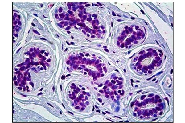 CRY1 antibody