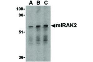 Image no. 1 for anti-Interleukin-1 Receptor-Associated Kinase 2 (IRAK2) (C-Term) antibody (ABIN6657607)