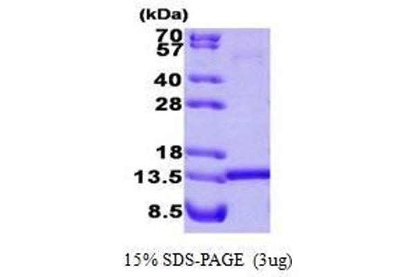 HINT1 Protein (AA 1-126)