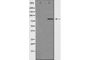 Image no. 2 for anti-RAD54-Like (RAD54L) (C-Term) antibody (ABIN6259230)