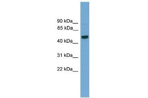 Image no. 2 for anti-GRAM Domain Containing 3 (GRAMD3) (Middle Region) antibody (ABIN2783901)