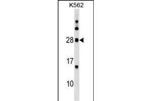MOG Antibody (Center) (ABIN1538645 and ABIN2849626) western blot analysis in K562 cell line lysates (35 μg/lane).