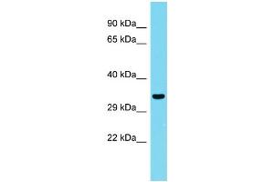 CCDC75 anticorps  (N-Term)