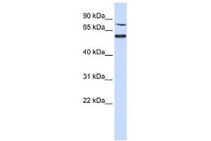 Image no. 1 for anti-POC1 Centriolar Protein Homolog B (POC1B) (N-Term) antibody (ABIN631788)