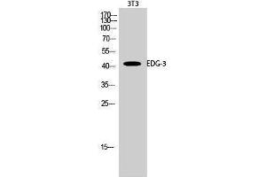 Image no. 1 for anti-Sphingosine-1-Phosphate Receptor 3 (S1PR3) (N-Term) antibody (ABIN3184397)